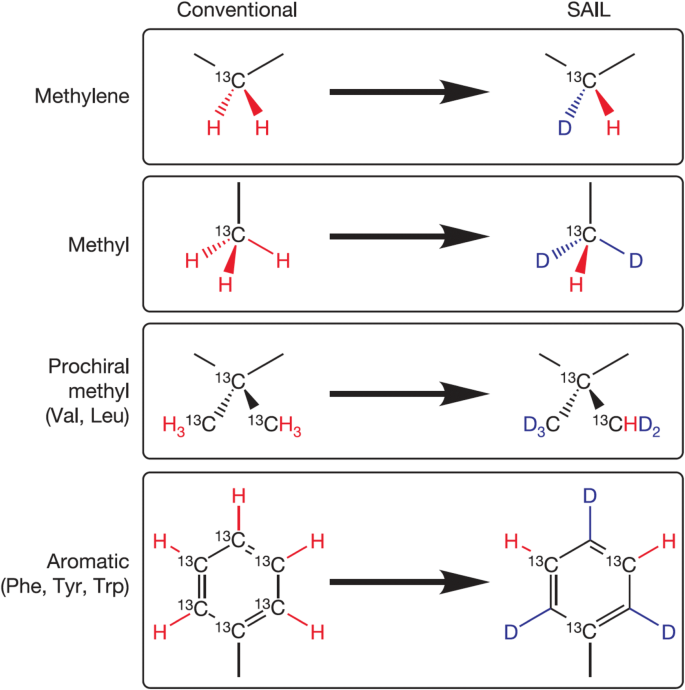 Accessing Structure Dynamics And Function Of Biological Macromolecules By Nmr Through Advances In Isotope Labeling Springerlink