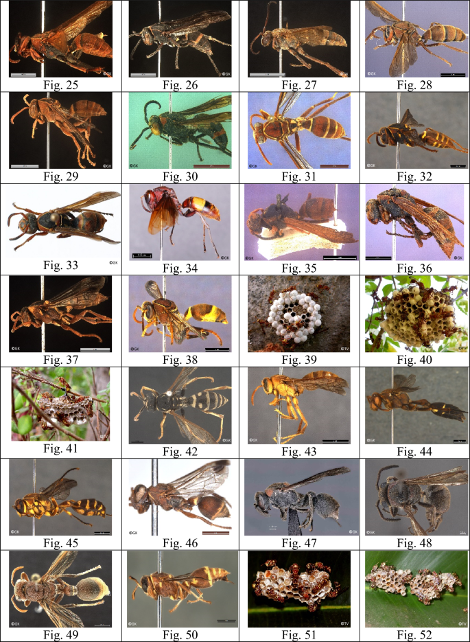 A Review of the Taxonomy, Biology and Distribution of the Social Wasps  (Hymenoptera: Vespidae) of the Indian Subcontinent | SpringerLink