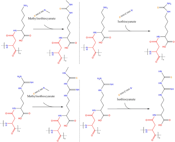 In Vitro Modification Of Bacterial Cyanophycin And Cyanophycin Dipeptides Using Chemical Agents Towards Novel Variants Of The Biopolymer Springerlink In Vitro Modification Of Bacterial Cyanophycin And Cyanophycin Dipeptides Using Chemical Agents Towards Novel Variants Of The Biopolymer Springerlink