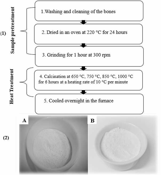 Biogenic hydroxyapatite from camel and bovine femur bones ...