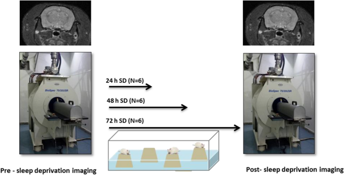 Thalamic Grey Matter Volume Changes After Sleep Deprivation in Rats |  SpringerLink