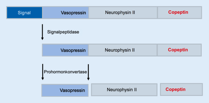 Copeptin Stellenwert In Der Diagnostik Des Polyurie Polydipsie Syndroms Springerlink