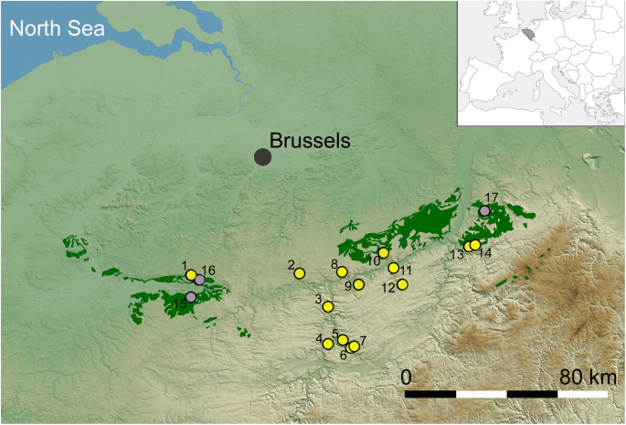 Adaptive Trade-offs Towards the Last Glacial Maximum in North-Western  Europe: a Multidisciplinary View from Walou Cave | Journal of Paleolithic  Archaeology