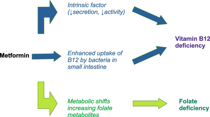 What ultimately underlies vitamin B12 and folate deficiency in subjects ...