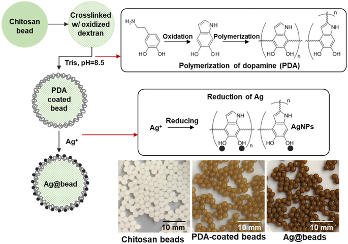 Polydopamine-coated chitosan hydrogel beads for synthesis and  immobilization of silver nanoparticles to simultaneously enhance  antimicrobial activity and adsorption kinetics | Advanced Composites and  Hybrid Materials