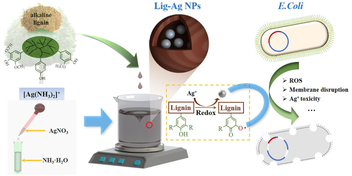Combined Bactericidal Process Of Lignin And Silver In A Hybrid Nanoparticle On E Coli Springerlink