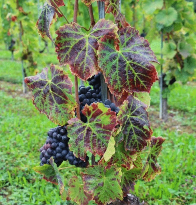 Screening of grapevine red blotch virus in two European ampelographic collections