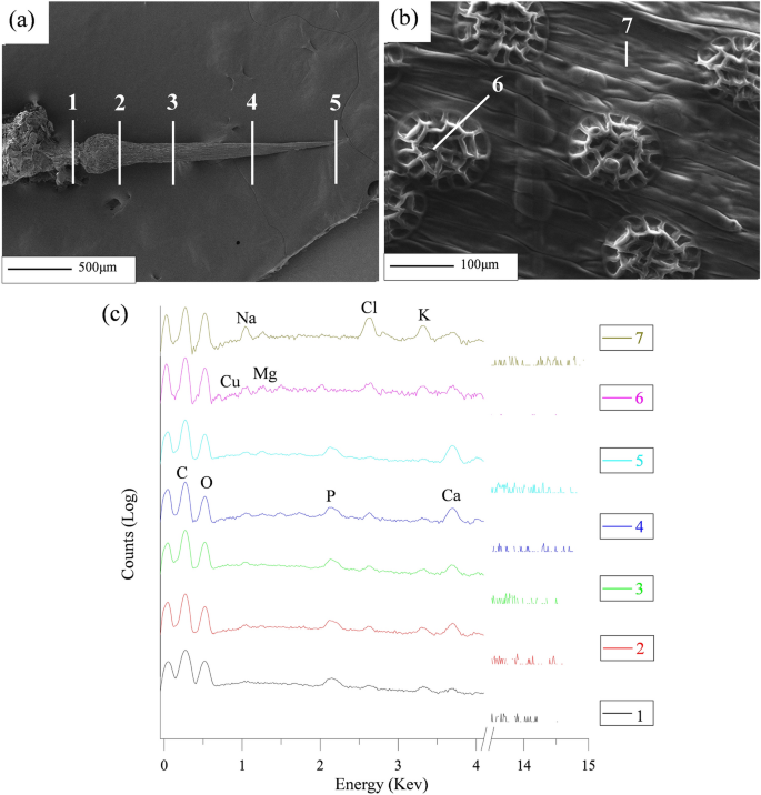 Research on Material and Morphological Structure of Venus Flytrap Trigger Hair | SpringerLink Research on Material and Morphological Structure of Venus Flytrap Trigger Hair | SpringerLink