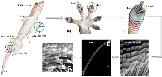 Gecko-Like Dry Adhesive Surfaces and Their Applications: A Review |  SpringerLink