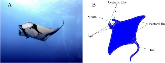 The Fishing Game – Manta Ray Edition - MA