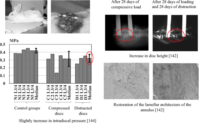 Understanding the Recovery of the Intervertebral Disc: A Comprehensive  Review of In Vivo and In Vitro Studies | Journal of Bionic Engineering |  Springer Nature Link