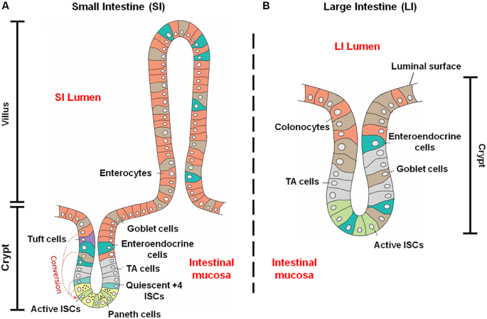 Engineering Biomimetic Intestinal Topological Features In 3d Tissue Models Retrospects And Prospects Springerlink