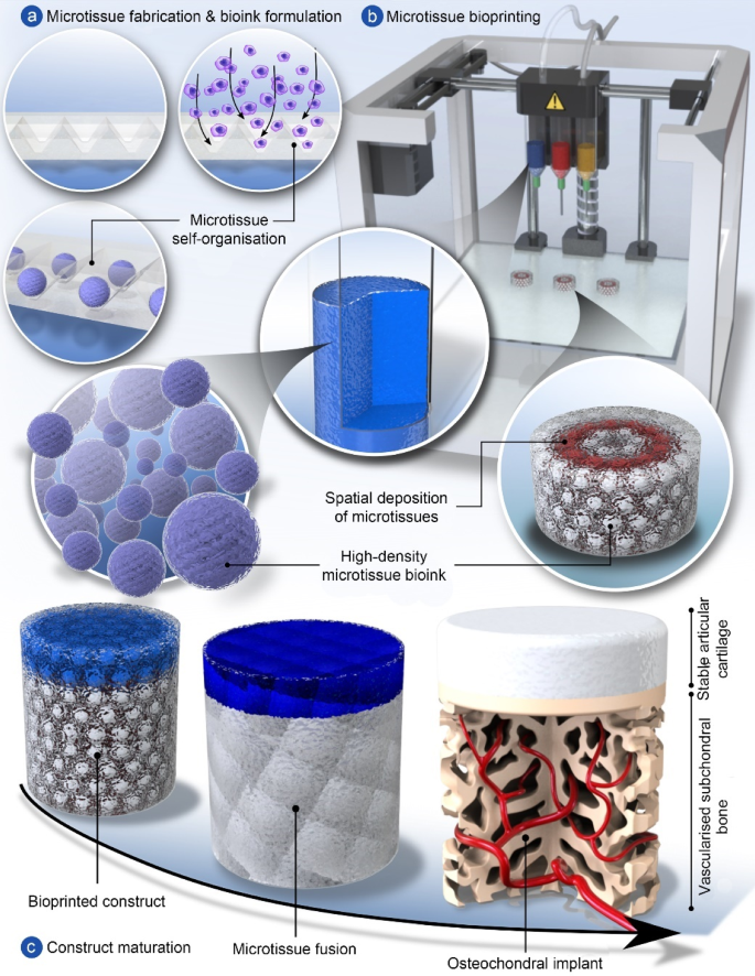 Biofabrication and biomanufacturing in Ireland and the UK Bio  