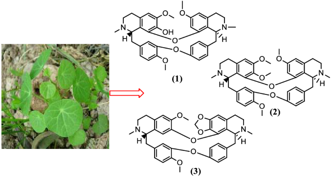 Natural And Synthetic Drugs As Potential Treatment For Coronavirus Disease 2019 Covid 2019 Springerlink