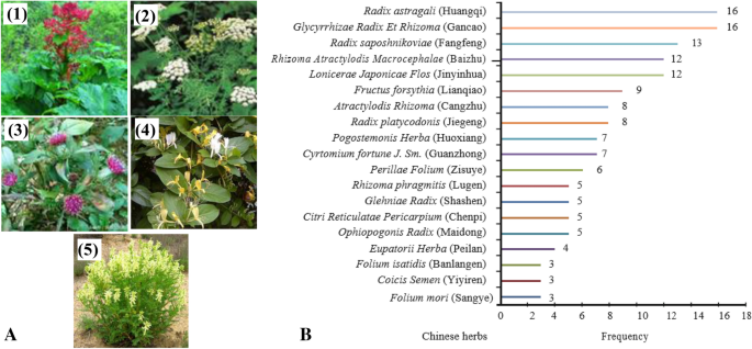 Natural And Synthetic Drugs As Potential Treatment For Coronavirus Disease 2019 Covid 2019 Springerlink