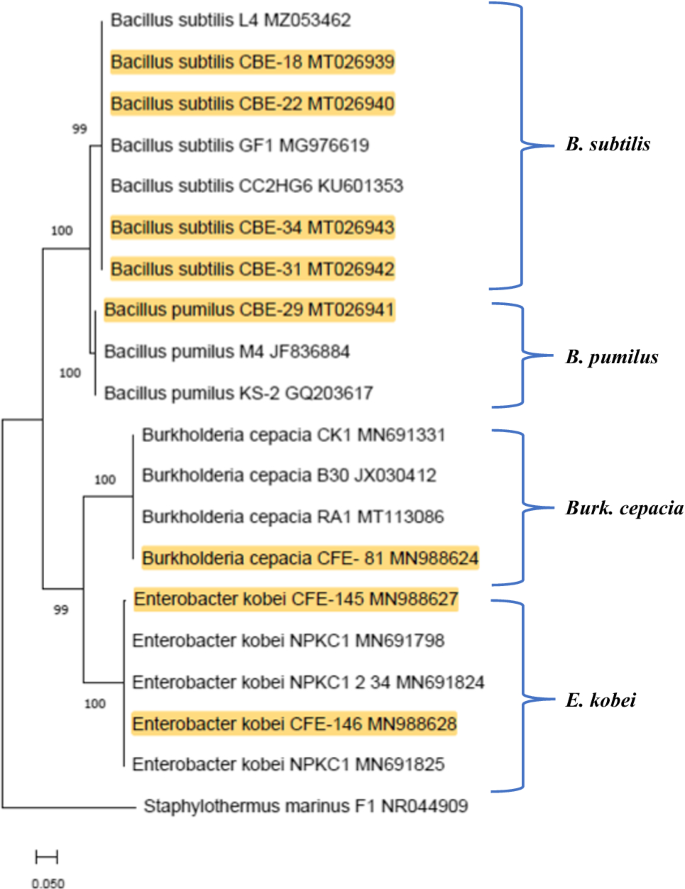 Laboratory maintenance of the bacterial endosymbiont, Neorickettsia sp.,  through the life cycle of a digenean, Plagiorchis elegans - ScienceDirect