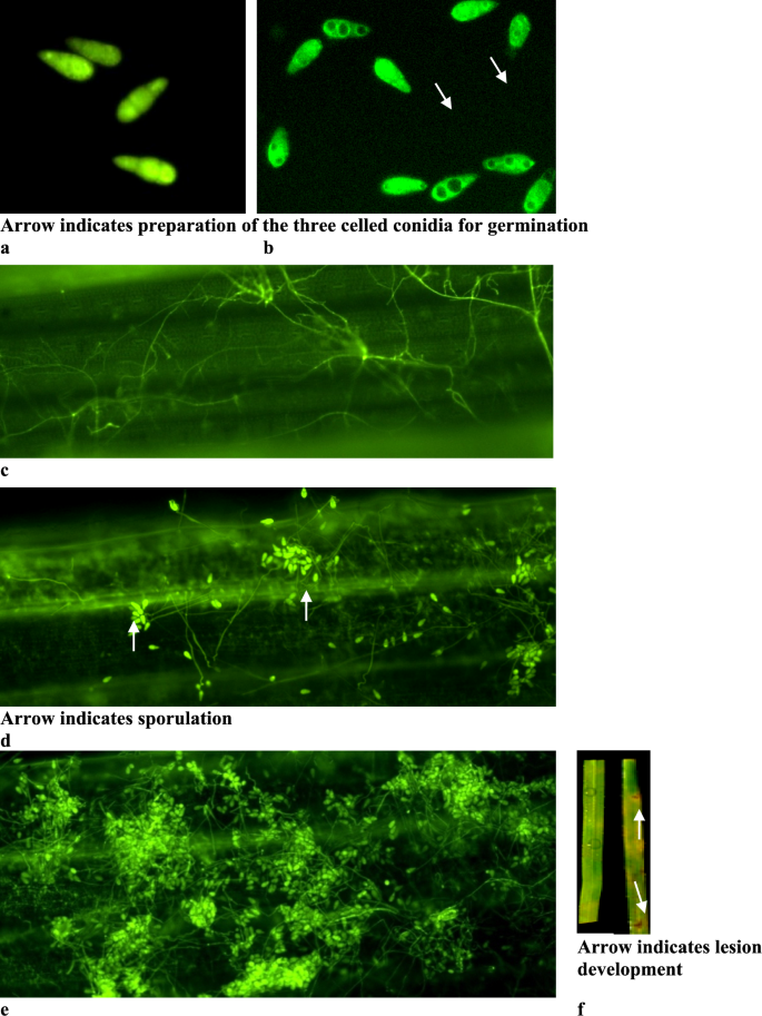 Integrated fluorescence microscopy and qPCR analysis of pre-penetrative ...
