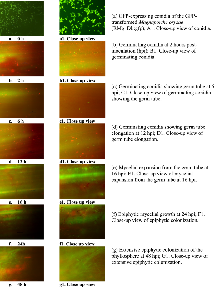 Integrated fluorescence microscopy and qPCR analysis of pre-penetrative ...