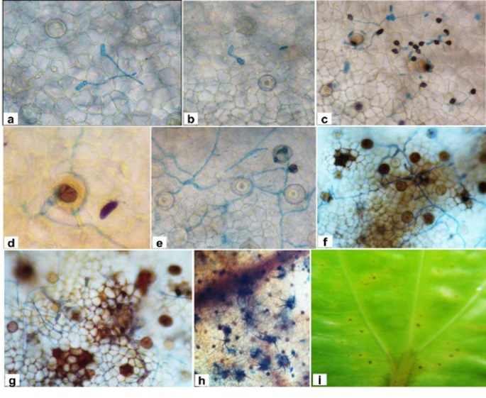 Sequential events in the infection process of Colletotrichum ...