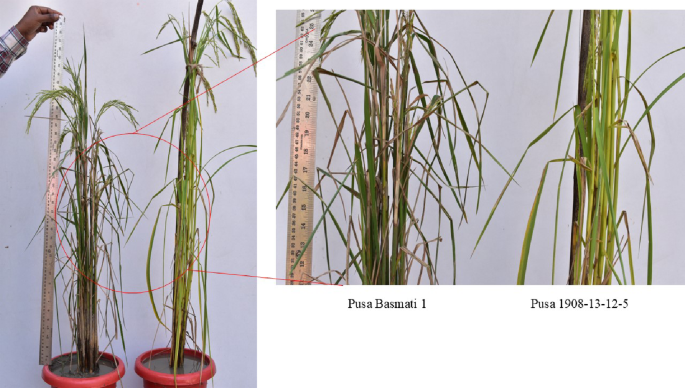 Biochemical characterization of rice recombinant inbred lines for ...