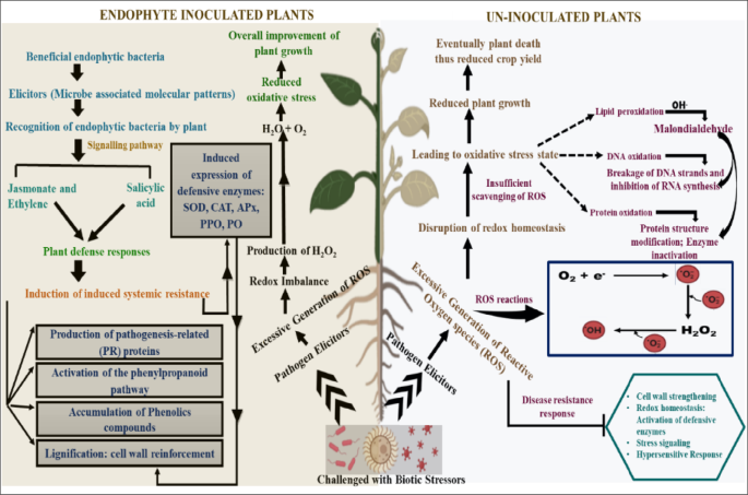 Functional roles of bacterial endophytes in mitigating plant diseases ...