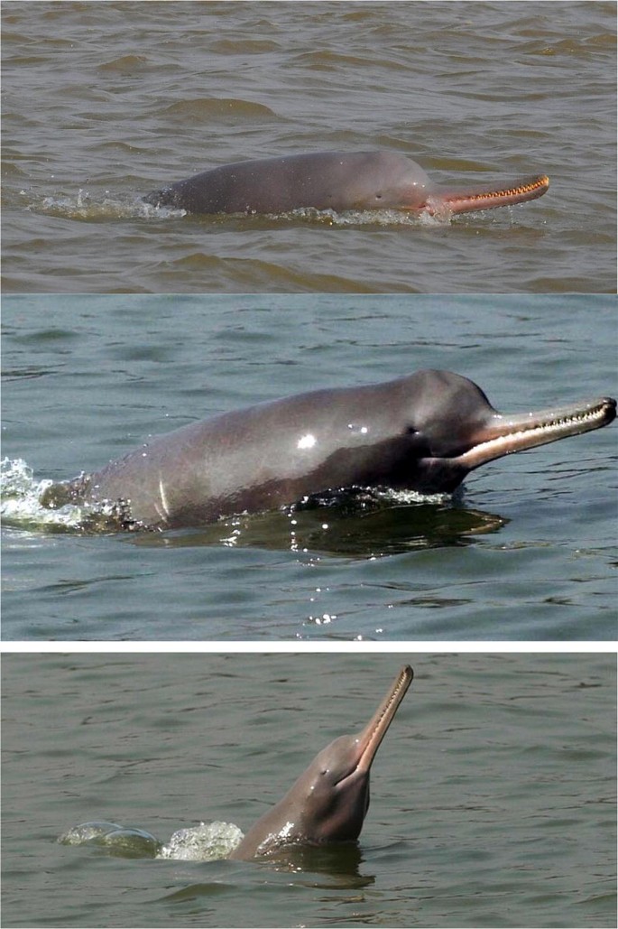 Impact On Endangered Gangetic Dolphins Due To Construction Of Waterways On The River Ganga India An Overview Springerlink