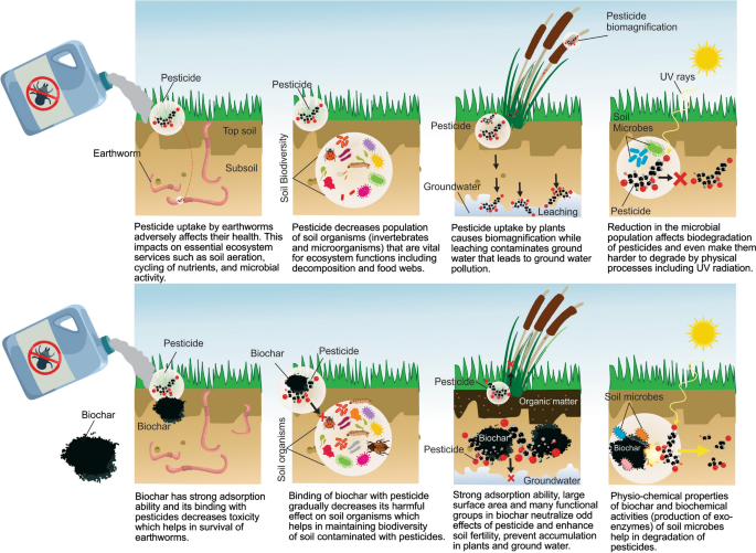 Biochar mitigates bioavailability and environmental risks of