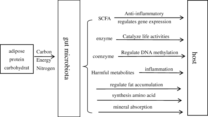 A Systematic Review Of The Interaction Between Gut Microbiota And Host  Health From A Symbiotic Perspective | Springerlink A Systematic Review Of The Interaction Between Gut Microbiota And Host  Health From A Symbiotic Perspective | Springerlink