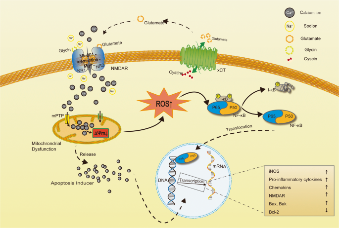 nmda t cells