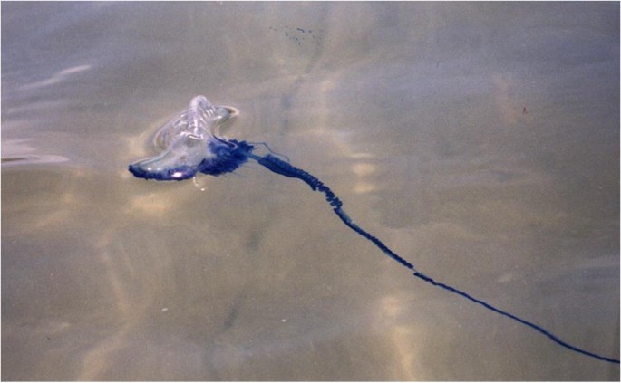 Marine Envenomation Springerlink