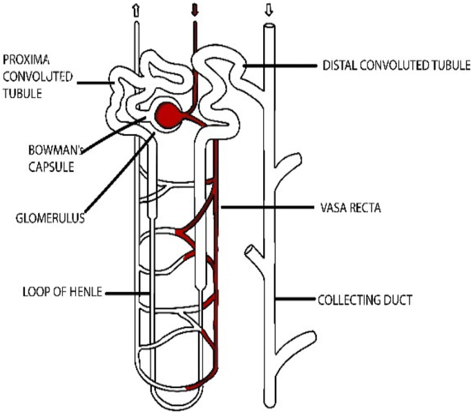 Proximal convoluted tubule