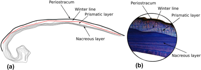 The analysis of freshwater pearl mussel shells using µ-XRF (micro 