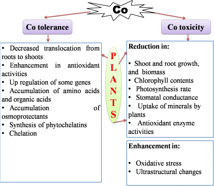 A Critical Review On Toxicity Of Cobalt And Its Bioremediation Strategies Springerlink