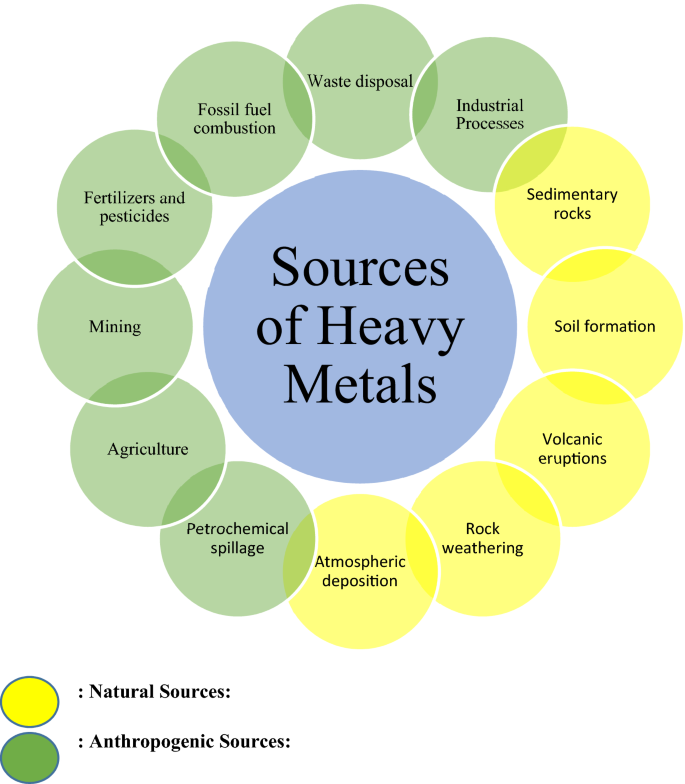 Correlation between the amount of heavy metals in the roots and