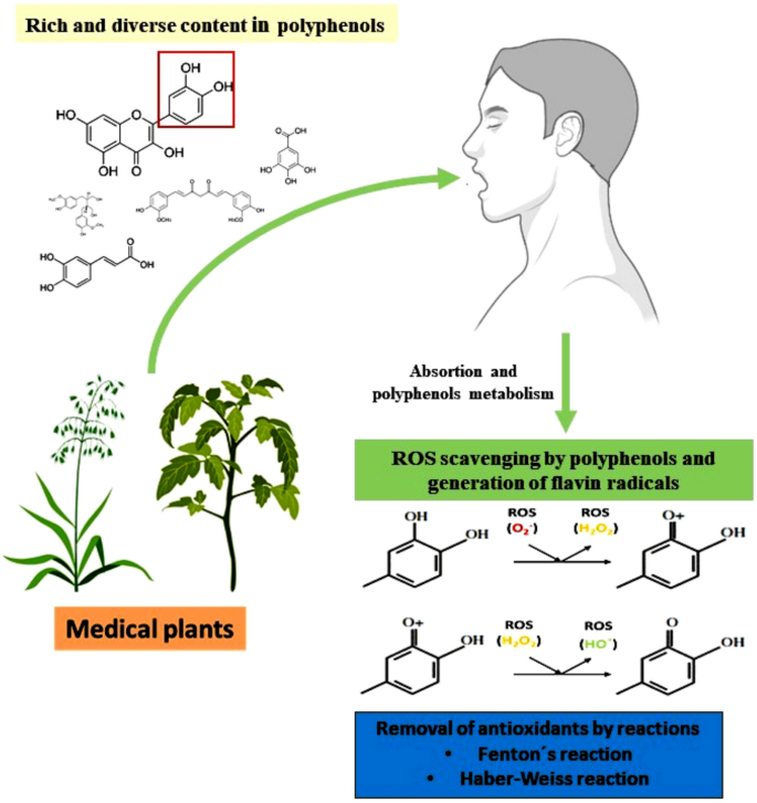 glutathione rich foods in tamil Natural plant antioxidants for food preservation and emerging trends in  nutraceutical applications | Discover Applied Sciences