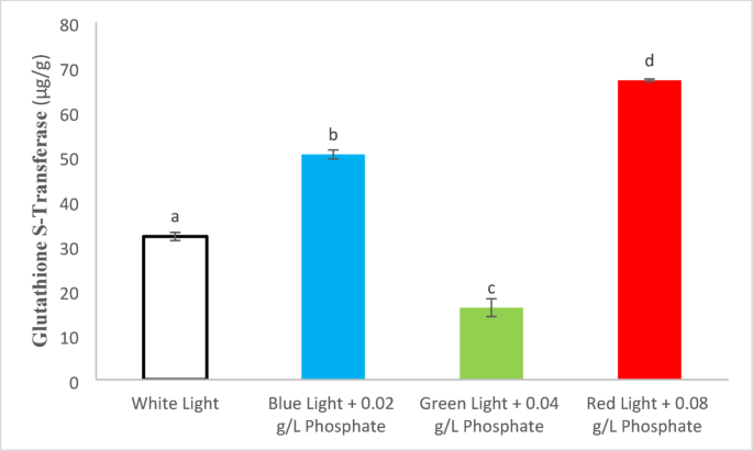 The effect of LED light irradiation and phosphate concentrations on the  biological activity of Fischerella Sp | Discover Applied Sciences