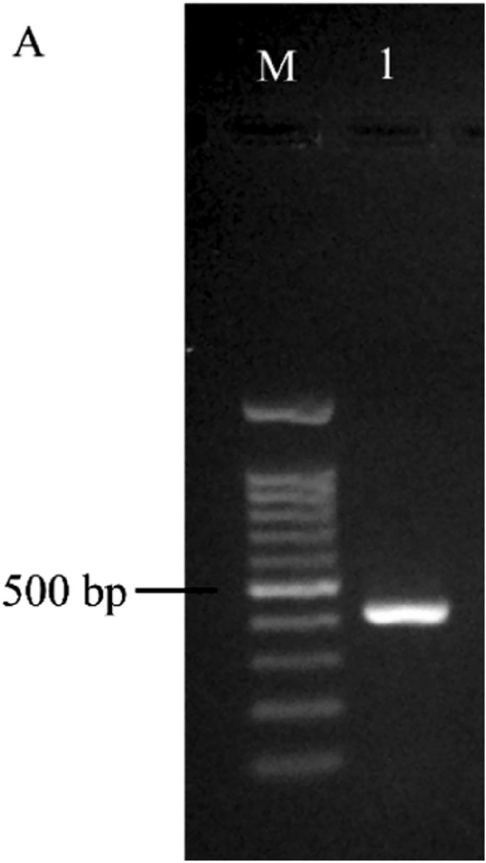 The Cerato-Platanin gene, rmcp, from Rigidoporus microporus was stably ...