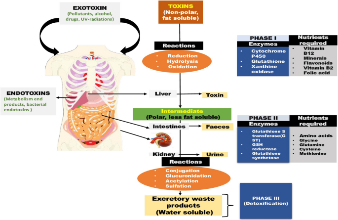 An insight into quantitative, qualitative, and analytical methods for the  measurement of antioxidant activity through various assays | Vegetos