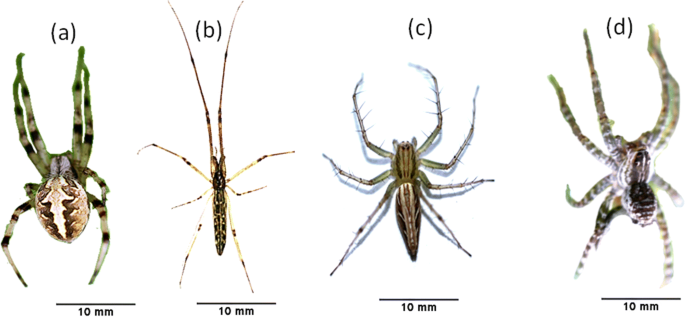 Spiders are among most effective predators of plant pests