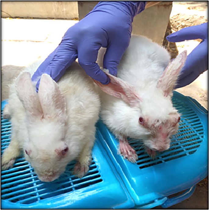Can You Give Rabbits Ivermectin