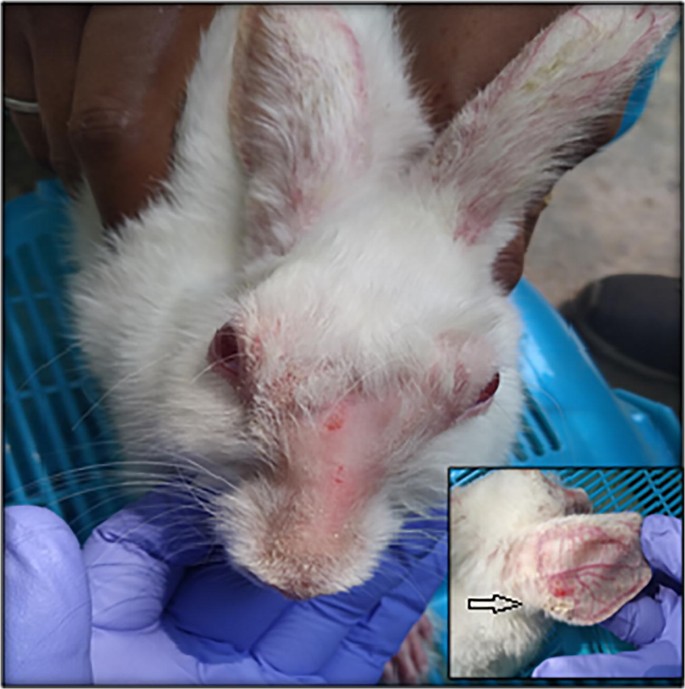 can you give rabbits ivermectin