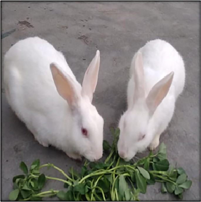 sarcoptic mange in rabbits