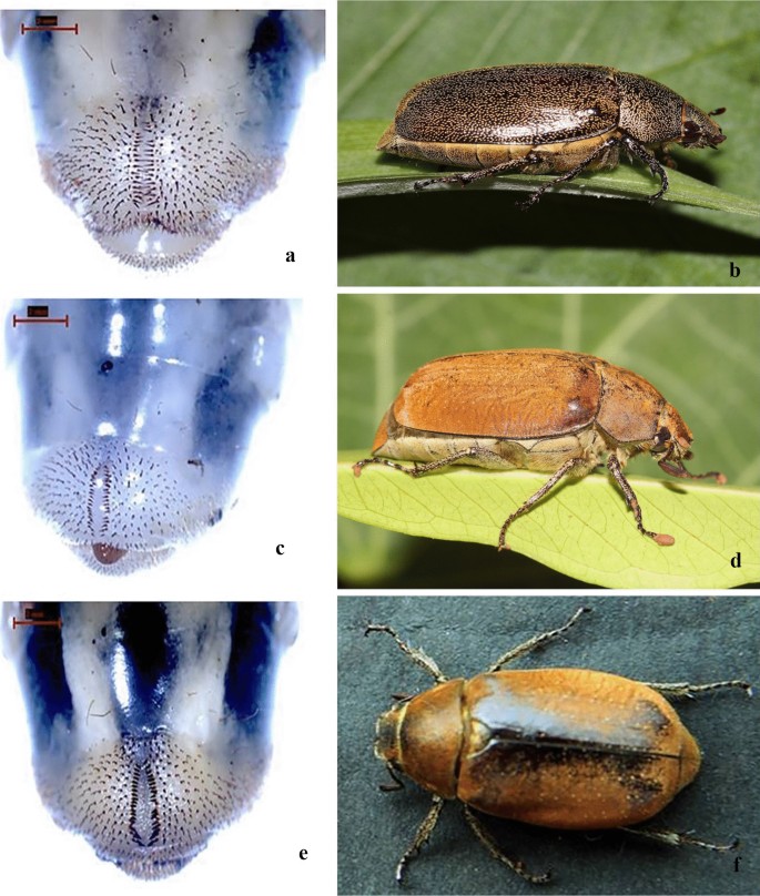 Distinguishing Palm White Grub Complex, Leucopholis spp. (Coleoptera:  Scarabaeidae: Melolonthinae) From India Using High-Resolution Melting (HRM)  Analyses