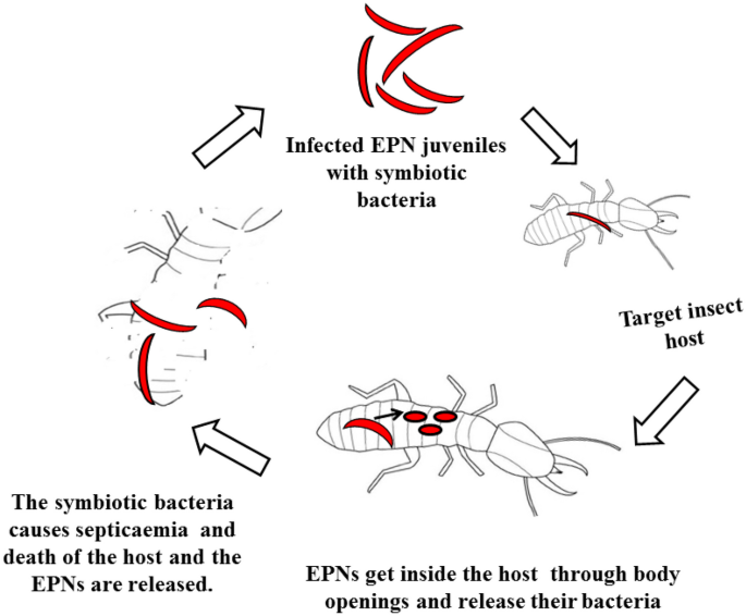 Non-chemical management of termite pests: An overview 