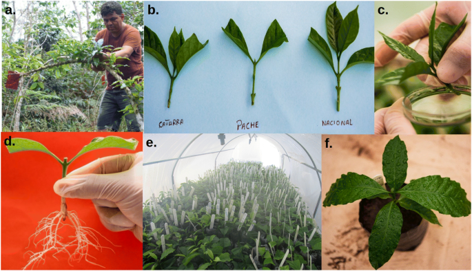 Propagation of Rust-Tolerant Coffea arabica L. Plants by Sprout Rooting in  Microtunnels | Journal of Soil Science and Plant Nutrition