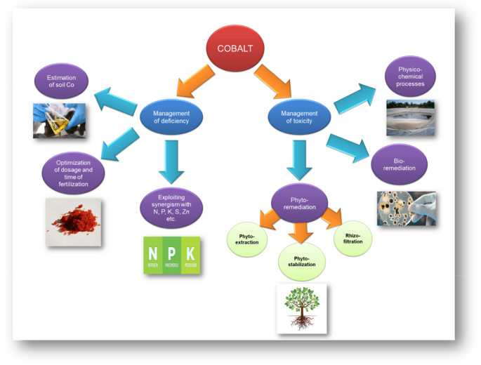 Investigating Cobalt in Soil-plant-animal-human system: Dynamics, Impact  and Management | SpringerLink