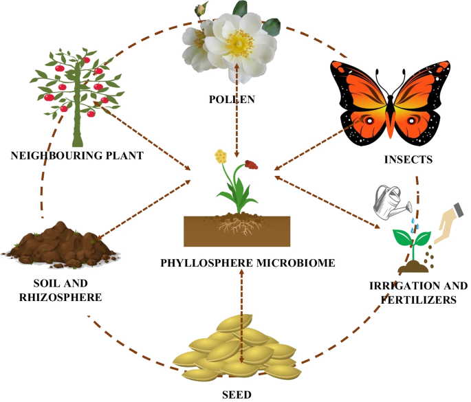 Harnessing Phyllosphere Microbiome for Improving Soil Fertility, Crop  Production, and Environmental Sustainability | SpringerLink