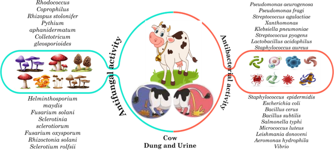 Insights into Cow Dung-Based Bioformulations for Sustainable Plant Health  and Disease Management in Organic and Natural Farming System: a Review |  Journal of Soil Science and Plant Nutrition | Springer Nature Link