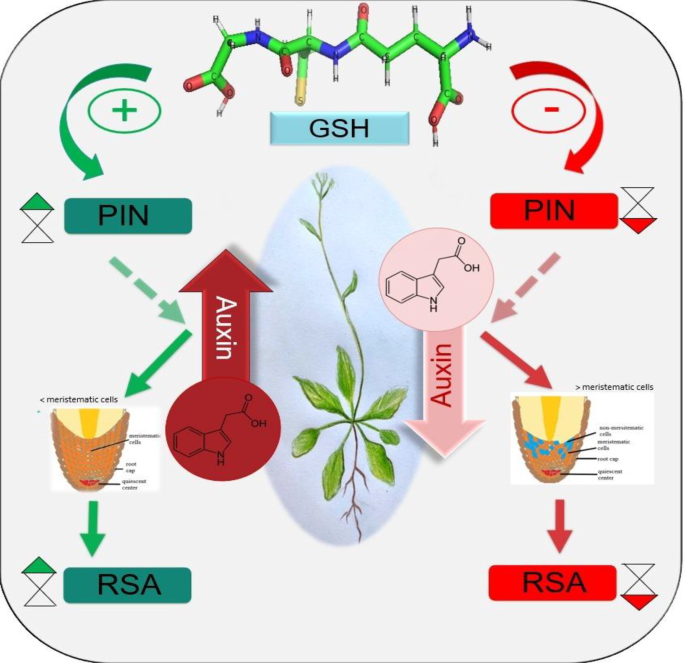 Glutathione Homeostasis  A Prerequisite to Maintain Root System  Architecture in Plants | Journal of Soil Science and Plant Nutrition |  Springer Nature Link