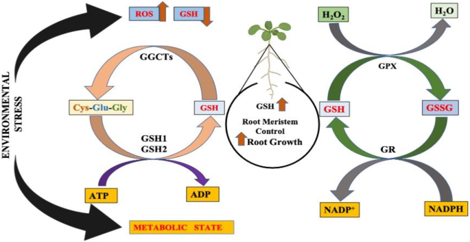 Glutathione Homeostasis – A Prerequisite to Maintain Root System  Architecture in Plants | Journal of Soil Science and Plant Nutrition